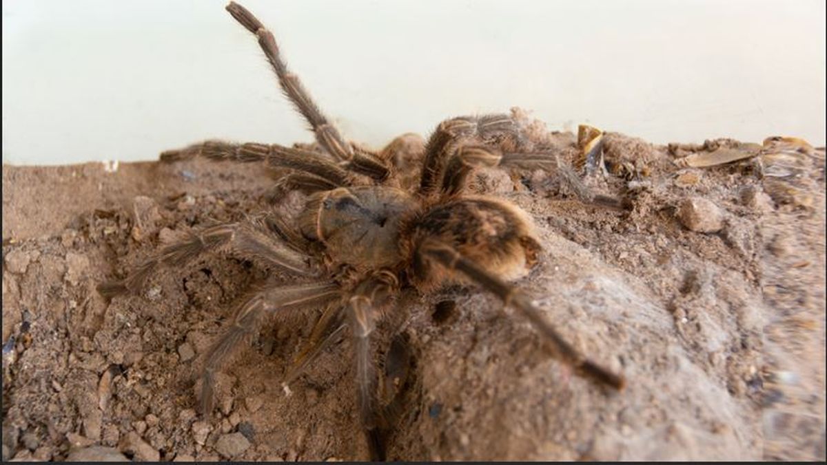Pompozzi investigó acerca de las tarántulas en Mendoza. 