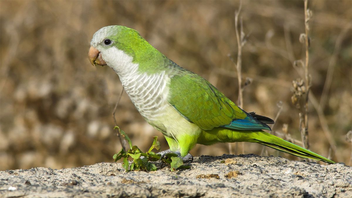 Invasión verde: la especie sudamericana que altera los ecosistemas urbanos