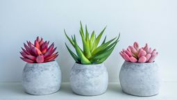 La planta que atrae buena energía y es ideal para espacios pequeños