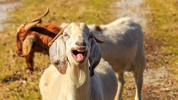 Festival de Pasturas 2026 en Malargüe: cuándo se realizará