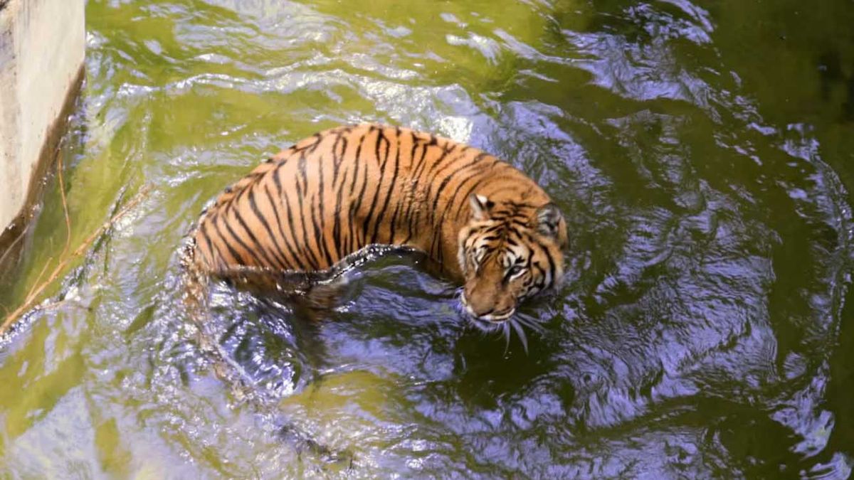 La tigresa que murió en el ex zoo de Córdoba, superó la expectativa de vida de esta especie que va desde los 10 a los 12 años La tigresa que murió en el ex zoo de Córdoba, superó la expectativa de vida de esta especie que va desde los 10 a los 12 años