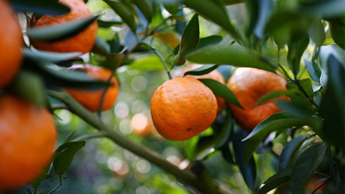 Estos cudiados potenciarán el crecimiento de tu frutal.