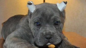 Prohíben que les corten las colas y las orejas a los perros
