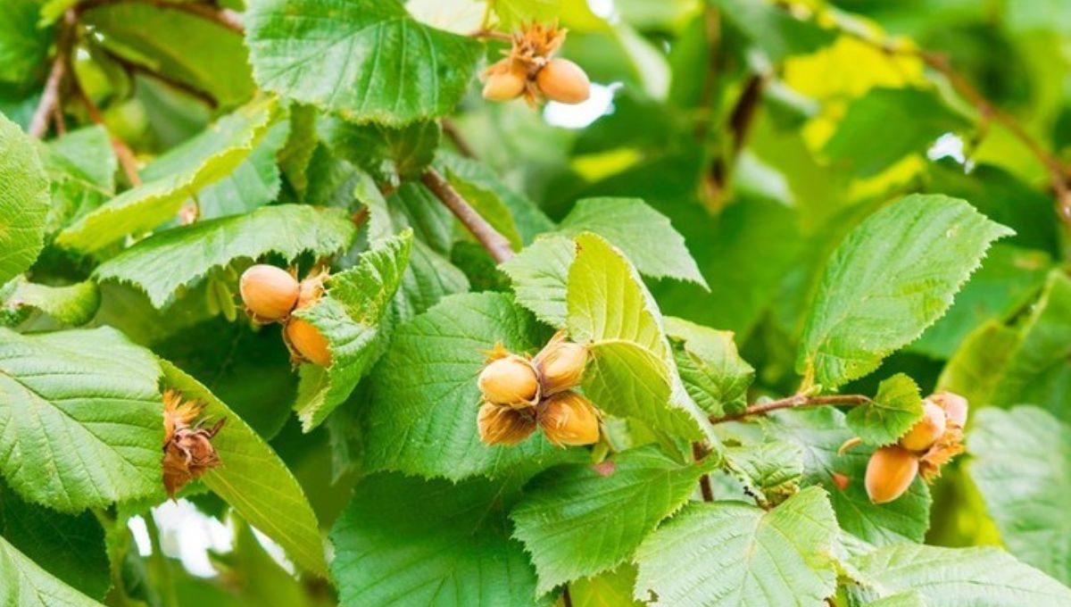 Características del árbol: Qué hace especial al avellano entre los árboles productores de frutos secos.