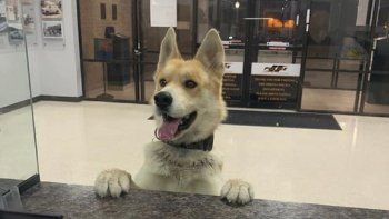 Un perrito fue a una estación de Policía y se 