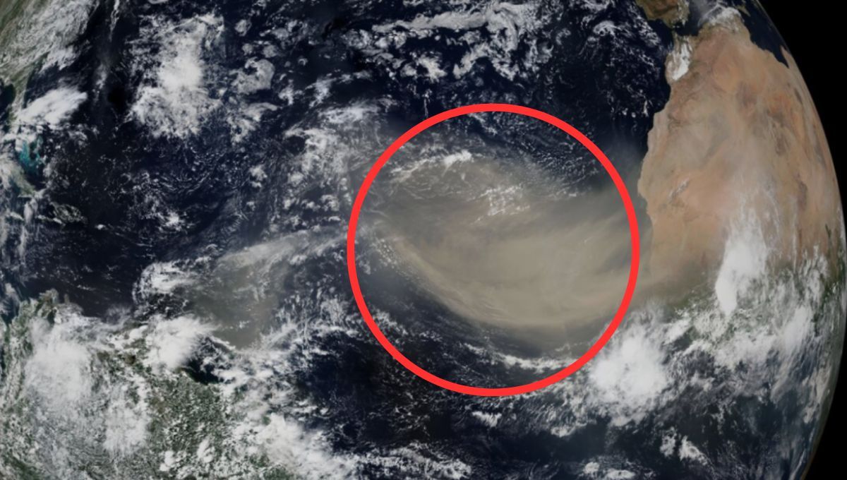 Las tormentas del Sahara son esenciales para la biodiversidad del océano 