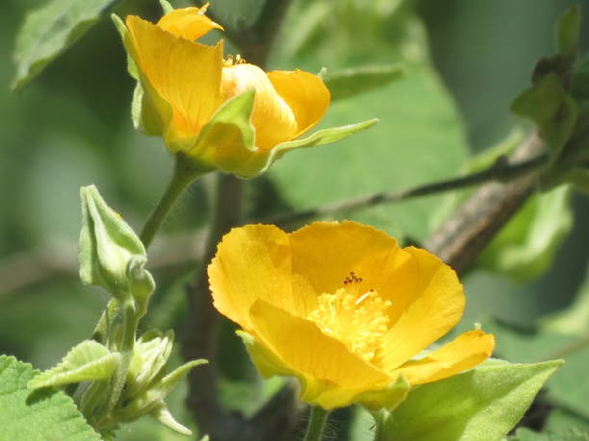 Esta planta atrae mariposas y otras especies al jardín.