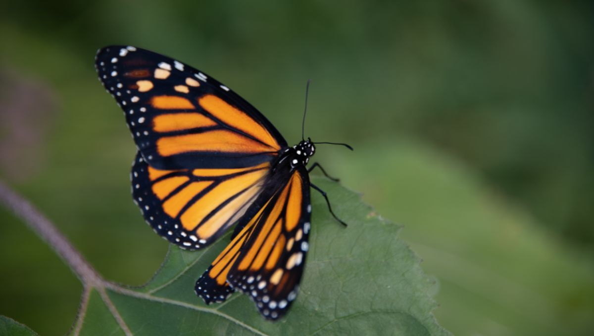 Mariposa monarca. Mariposa monarca.