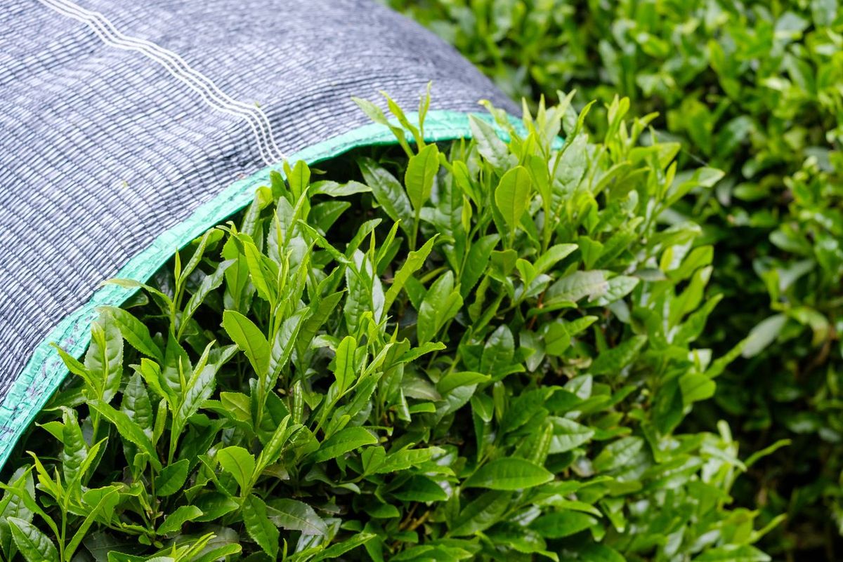 El té verde no contiene azúca rni carbohidratos, pero sí numerosas vitaminas. El té verde no contiene azúca rni carbohidratos, pero sí numerosas vitaminas.