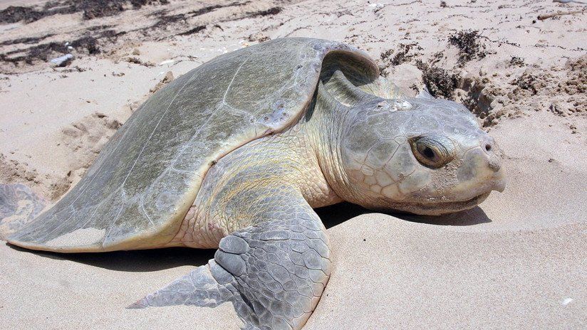 Una tortuga en peligro de extinción, muerta y atada por el cuello a una silla