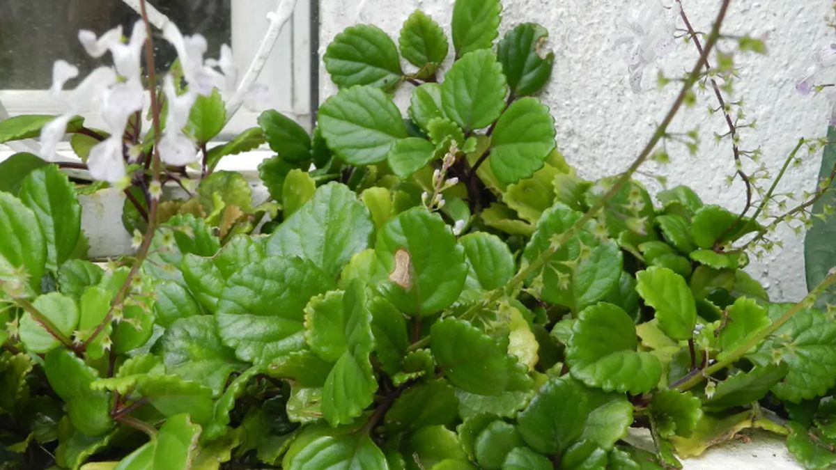 Planta de dólar. Planta de dólar.