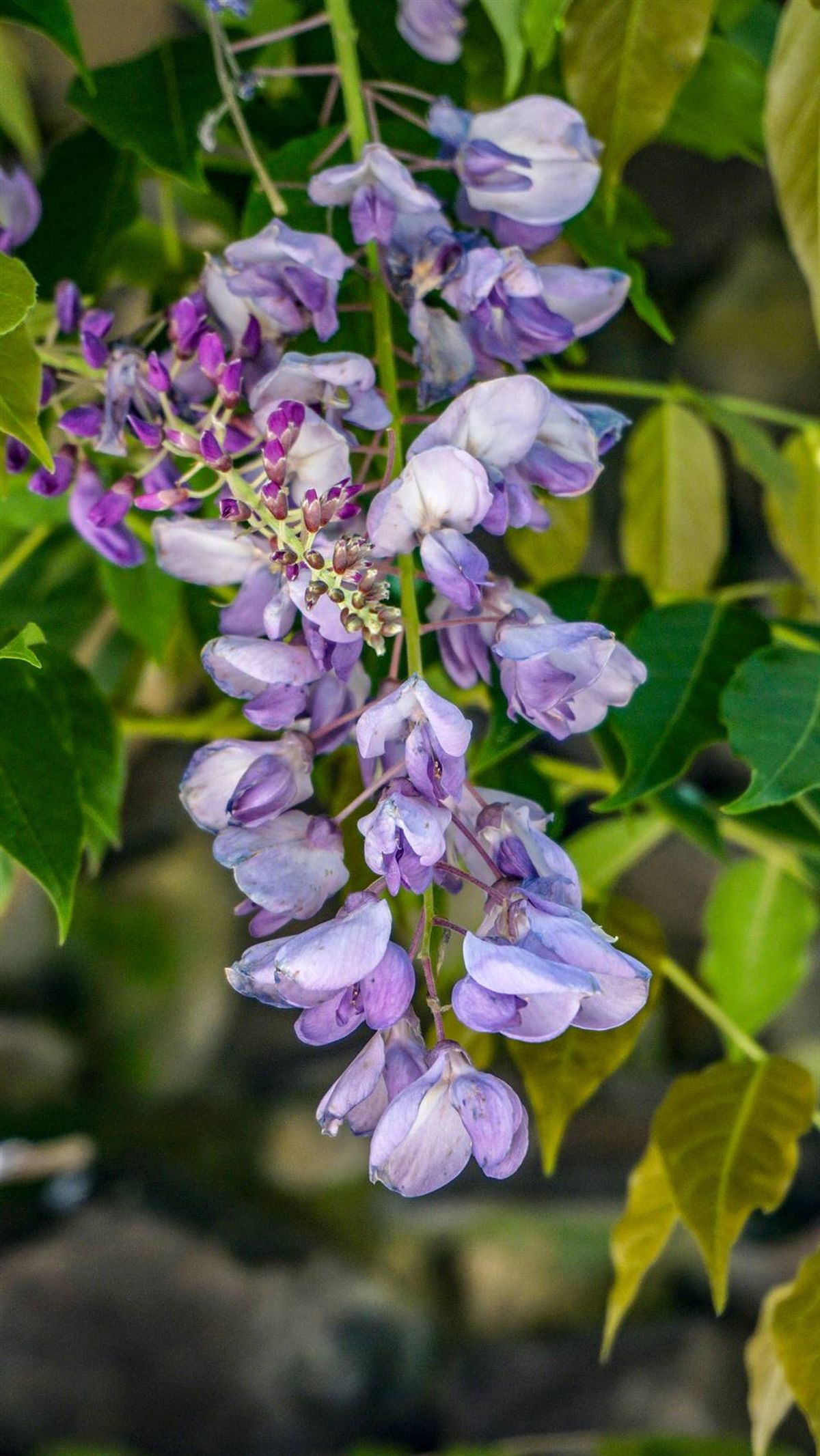 Esta planta tiene encantadoras flores que crecen en forma de cascada. Imagen: Freepik. Esta planta tiene encantadoras flores que crecen en forma de cascada. Imagen: Freepik.
