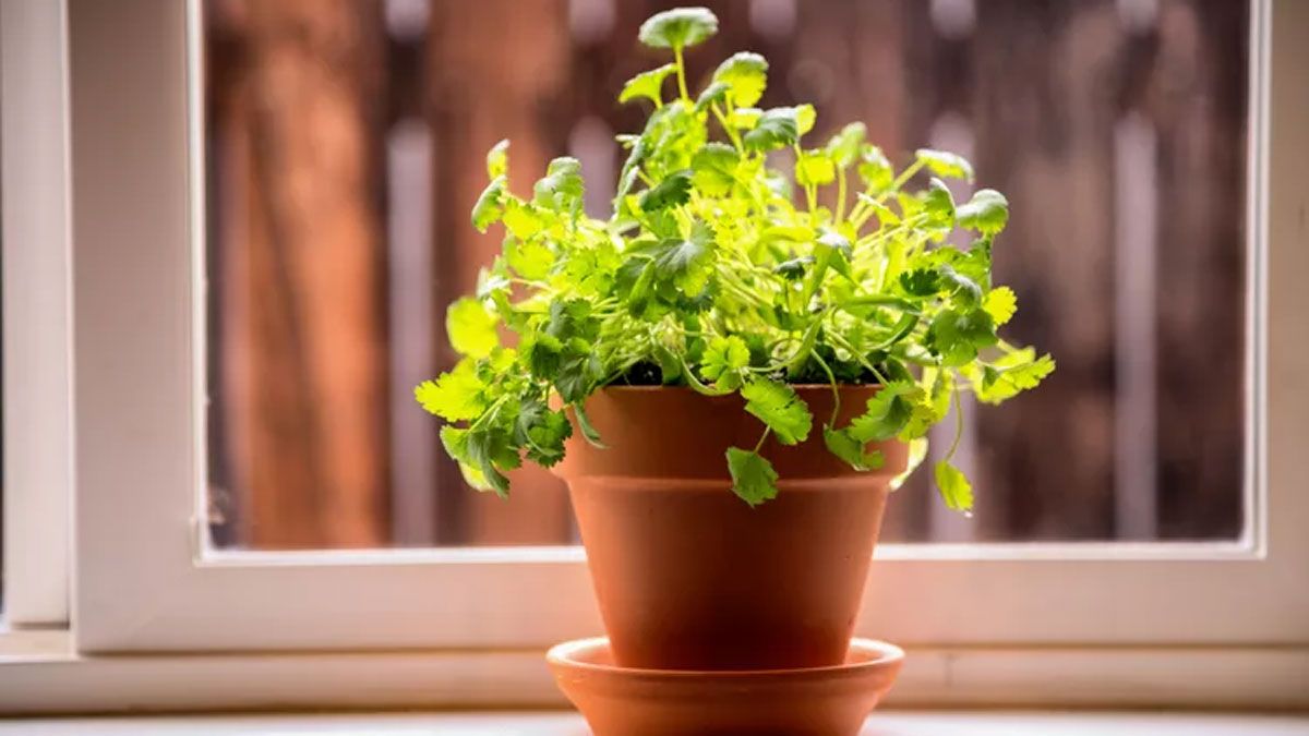 Hay muchas plantas que quedan muy agradables en la cocina y le aportan color y frescura al ambiente.