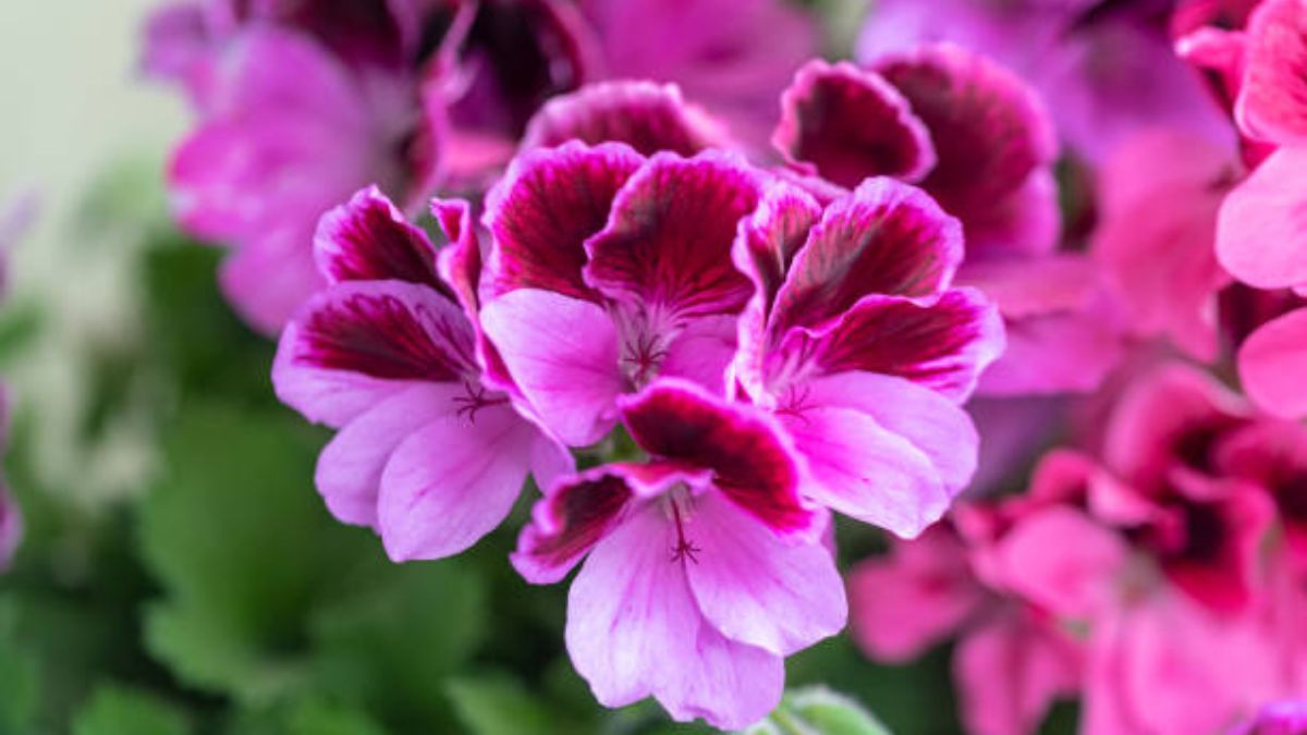 Aprende a cuidar tu geranio para promover el desarrollo de flores.