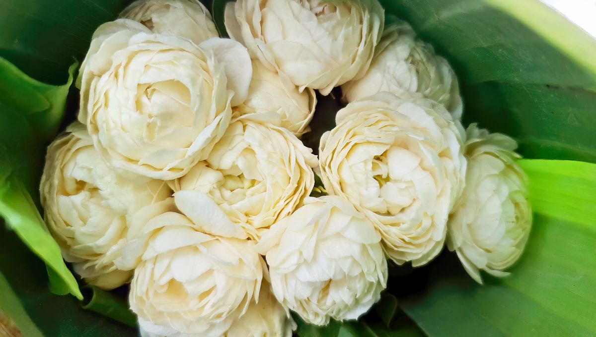 El tipo de jazmín que abre sus flores de noche y cierran por la mañana: perfuman por hasta 20 horas