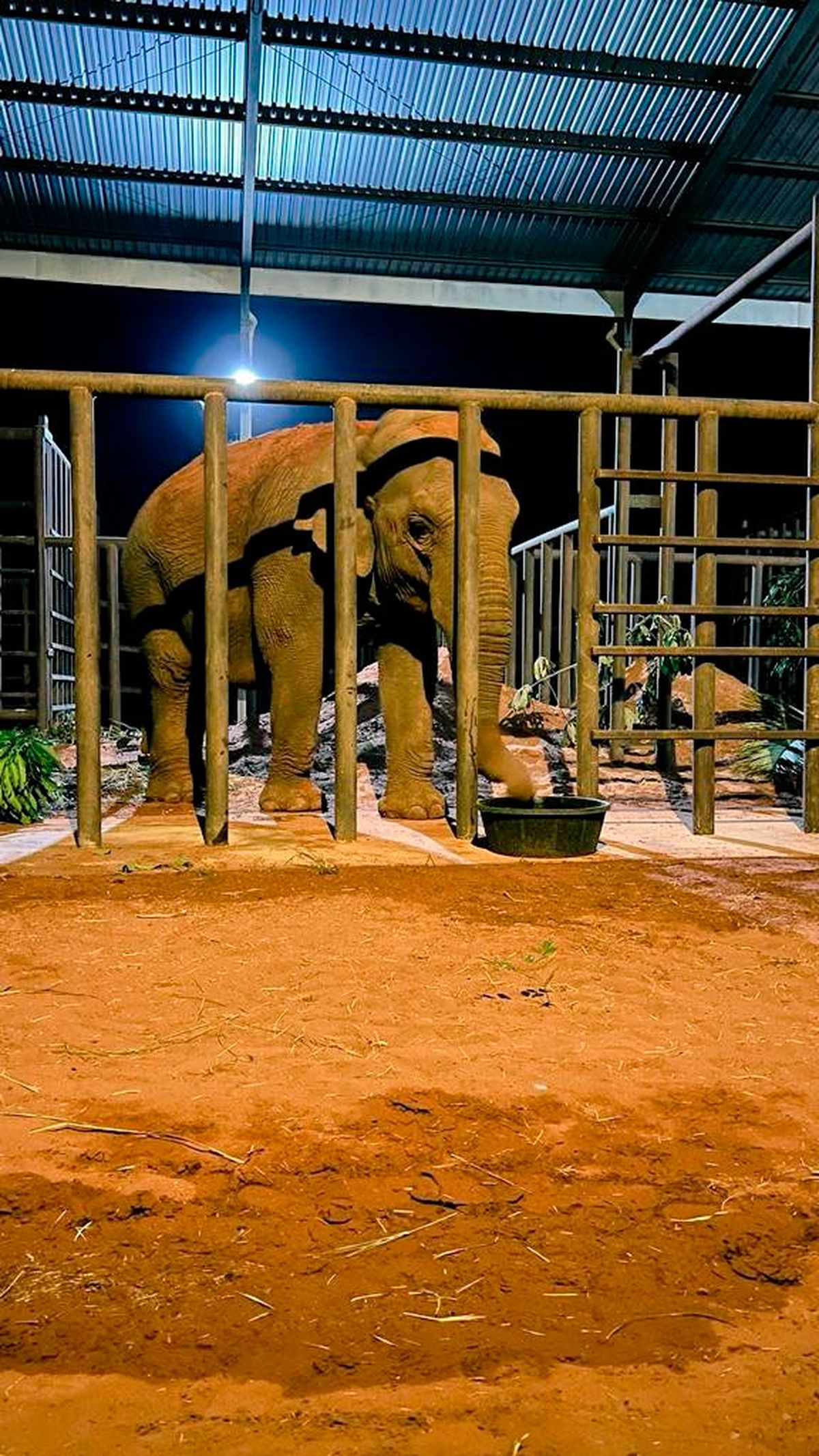 Pocha y Guillermina será sometidas a revisiones médicas.