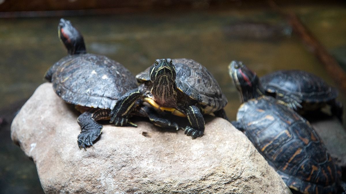 Todavía quedan tortugas y peces en el ex acuario de Mendoza Todavía quedan tortugas y peces en el ex acuario de Mendoza