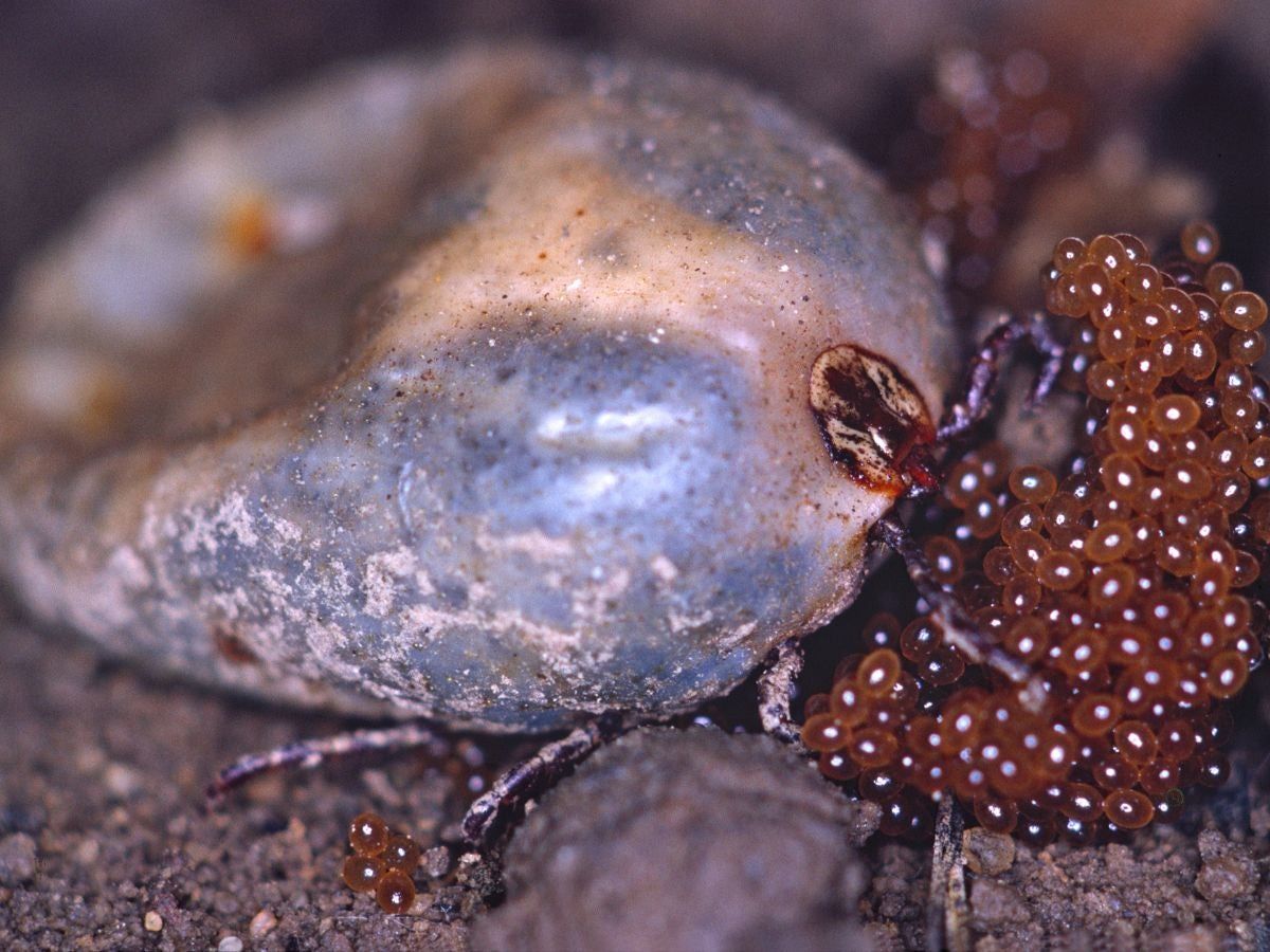 Si no son eliminadas, las garrapatas pueden comprometer la salud de tu mascota.  Si no son eliminadas, las garrapatas pueden comprometer la salud de tu mascota. 