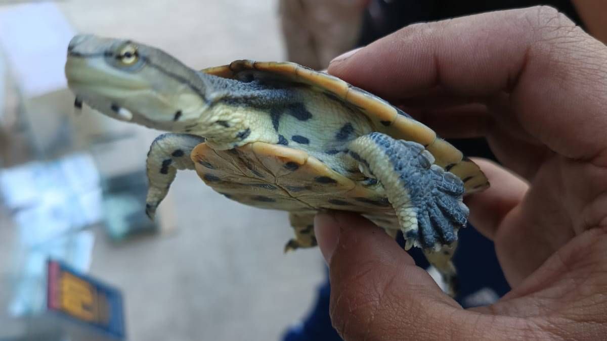 Una tortuga Campanita en manos de los efectivos. Una tortuga Campanita en manos de los efectivos.
