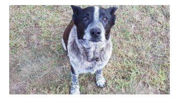 Un perro sordo y medio ciego recibe honores por cuidar a una niña perdida