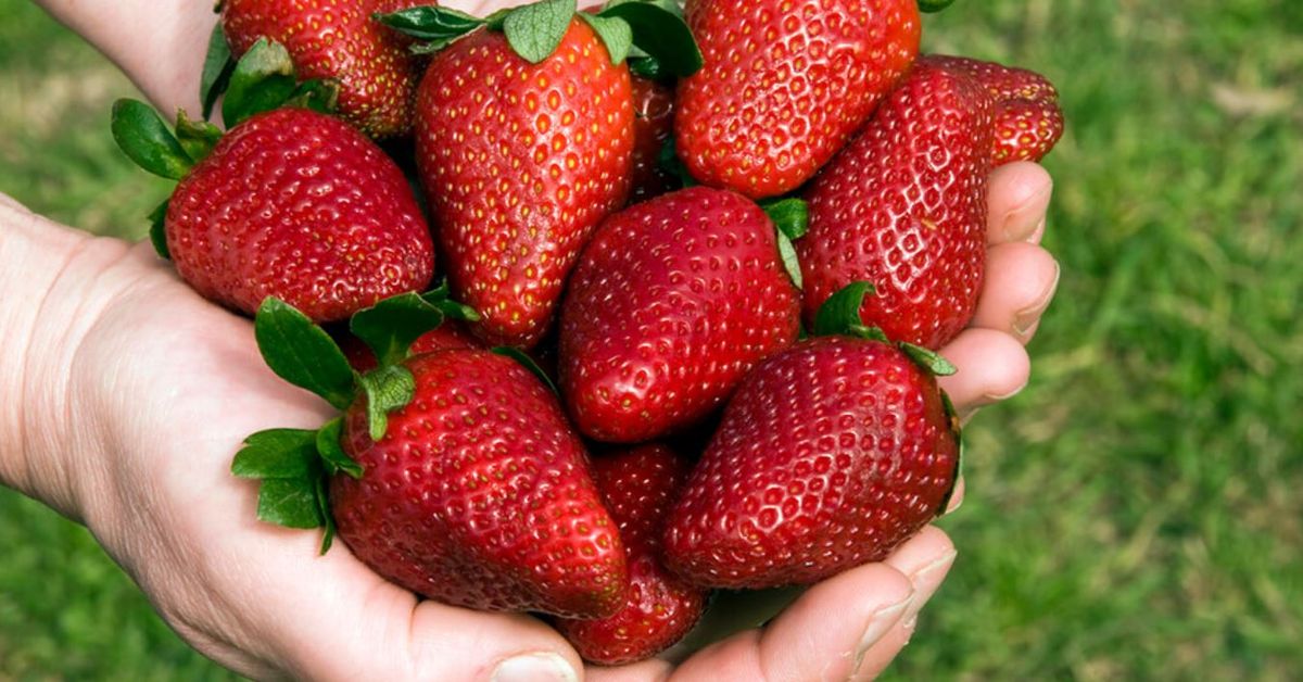 Beneficio de comer frutilla.