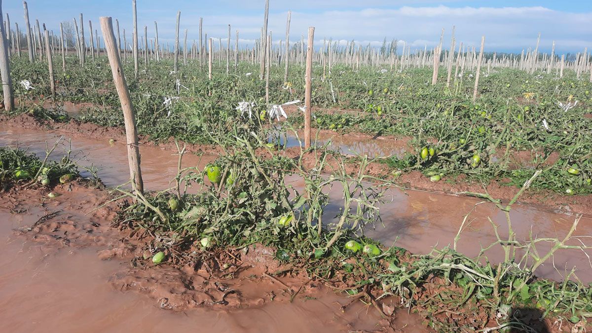 Cientos de productores mendocinos perdieron parte o toda su cosecha 2022 a raíz de las contingencias climáticas. El Estado nacional les brindará un subsidio.