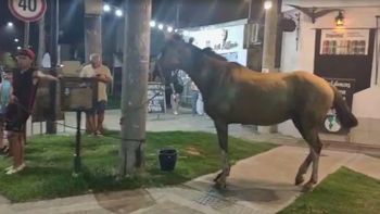 Un caballo suelto generó un amplio operativo policial en un pueblo de Santa Fe