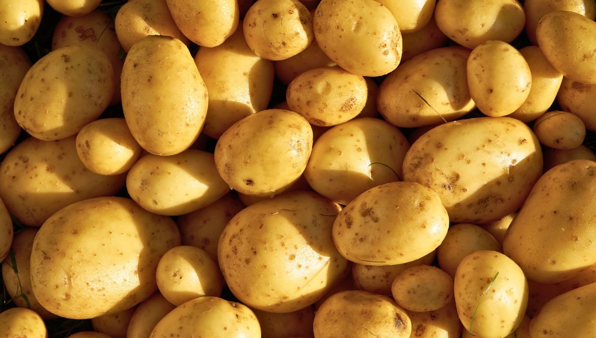 La papa es un tubérculo comestible de apariencia redondeada, cáscara amarilla y pulpa blanca. Gracias a su versatilidad en la cocina puede usarse en cualquier receta La papa es un tubérculo comestible de apariencia redondeada, cáscara amarilla y pulpa blanca. Gracias a su versatilidad en la cocina puede usarse en cualquier receta