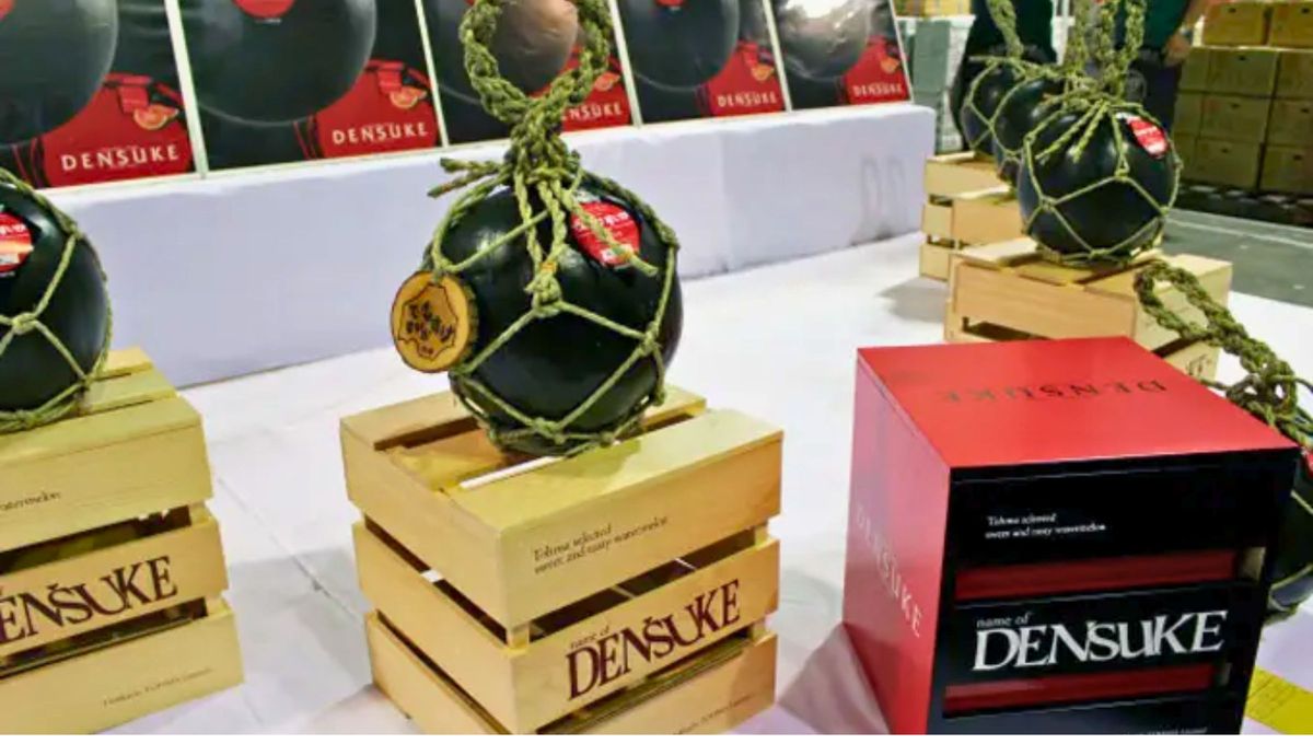 En 2008, un ejemplar de esta sandía alcanzó un precio de más de 6.000 dólares. En 2008, un ejemplar de esta sandía alcanzó un precio de más de 6.000 dólares.