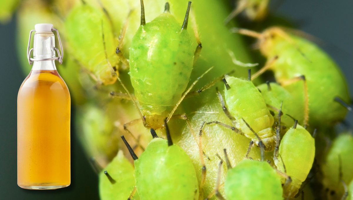Cómo eliminar el pulgón de las plantas usando un chorro de vinagre