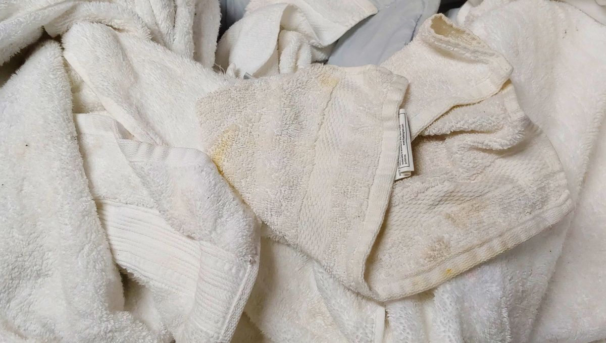 Las bacterias y hongos provienen del inodoro y la propia humedad del baño. Las bacterias y hongos provienen del inodoro y la propia humedad del baño.