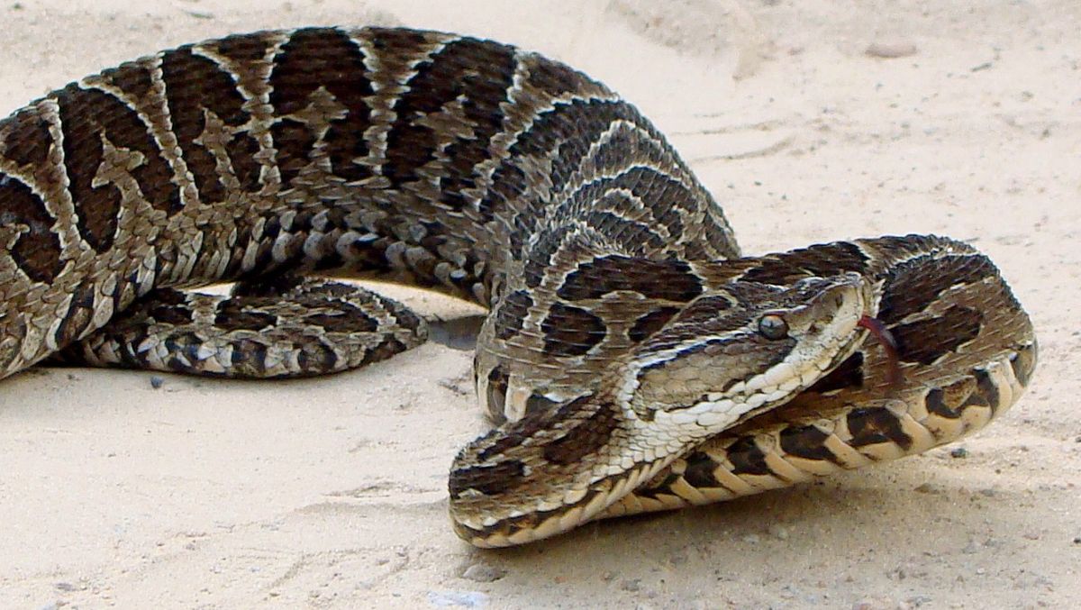Una yarará. Foto: Wikipedia.