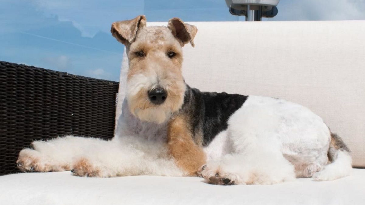 Al Fox terrier es importante sacarlo periódicamente por su hiperactividad 