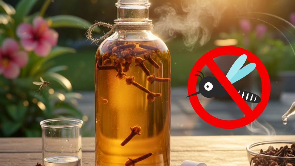 Cómo ahuyentar mosquitos e insectos mezclando clavo de olor y alcohol ...