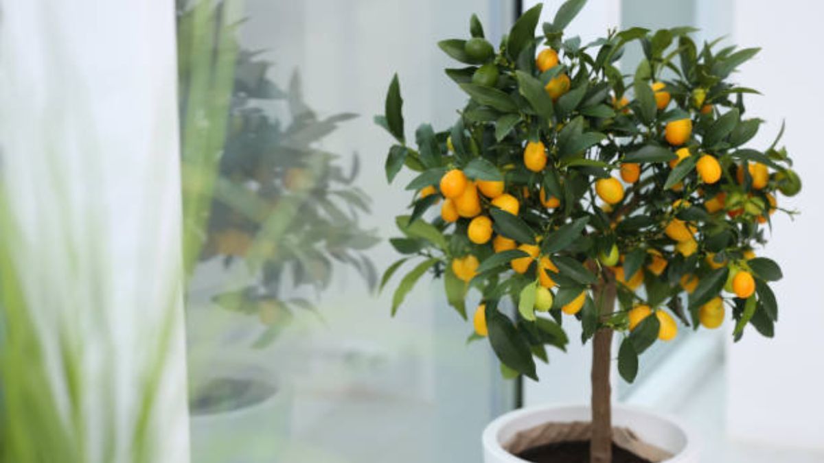 Estos son los árboles frutales que se desarrollan perfectamente en maceta durante agosto.