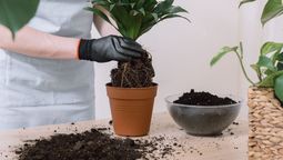 Plantas más sanas y felices