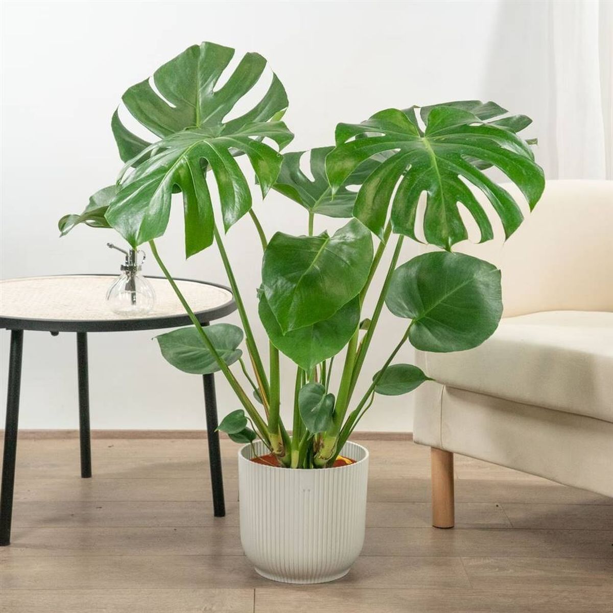 La costilla de Adán es una planta que necesita de luz solar indirecta La costilla de Adán es una planta que necesita de luz solar indirecta 