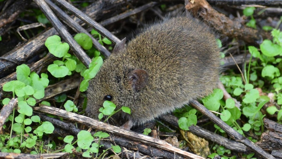 El descubrimiento de un nuevo animal que sorprende a los especialistas del Perú El descubrimiento de un nuevo animal que sorprende a los especialistas del Perú