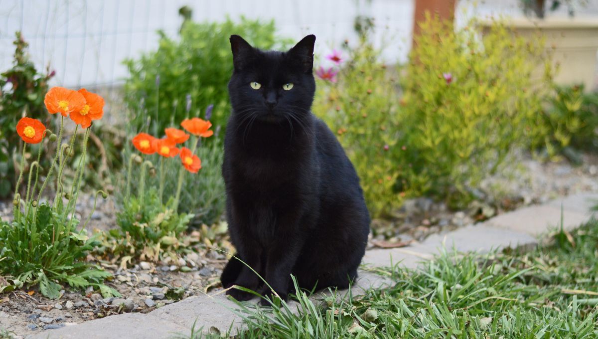 Qué significa la visita de un gato negro en casa y a qué se debe