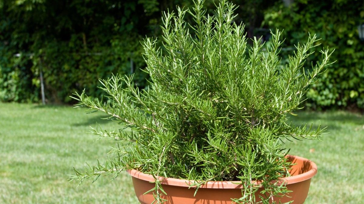 Para qué sirve enterrar un papel debajo de la planta de romero, según una experta Para qué sirve enterrar un papel debajo de la planta de romero, según una experta