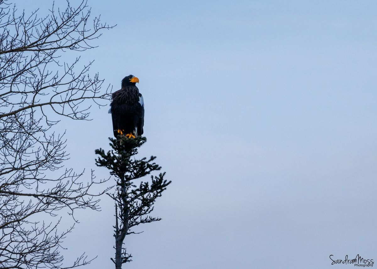 Gran avistamiento en Canadá: una extraña y desconocida ave de más de dos metros Gran avistamiento en Canadá: una extraña y desconocida ave de más de dos metros
