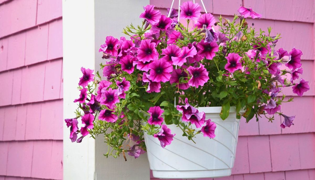 La petunia es una de las plantas que no puede faltar en tu jardín durante este mes. La petunia es una de las plantas que no puede faltar en tu jardín durante este mes.