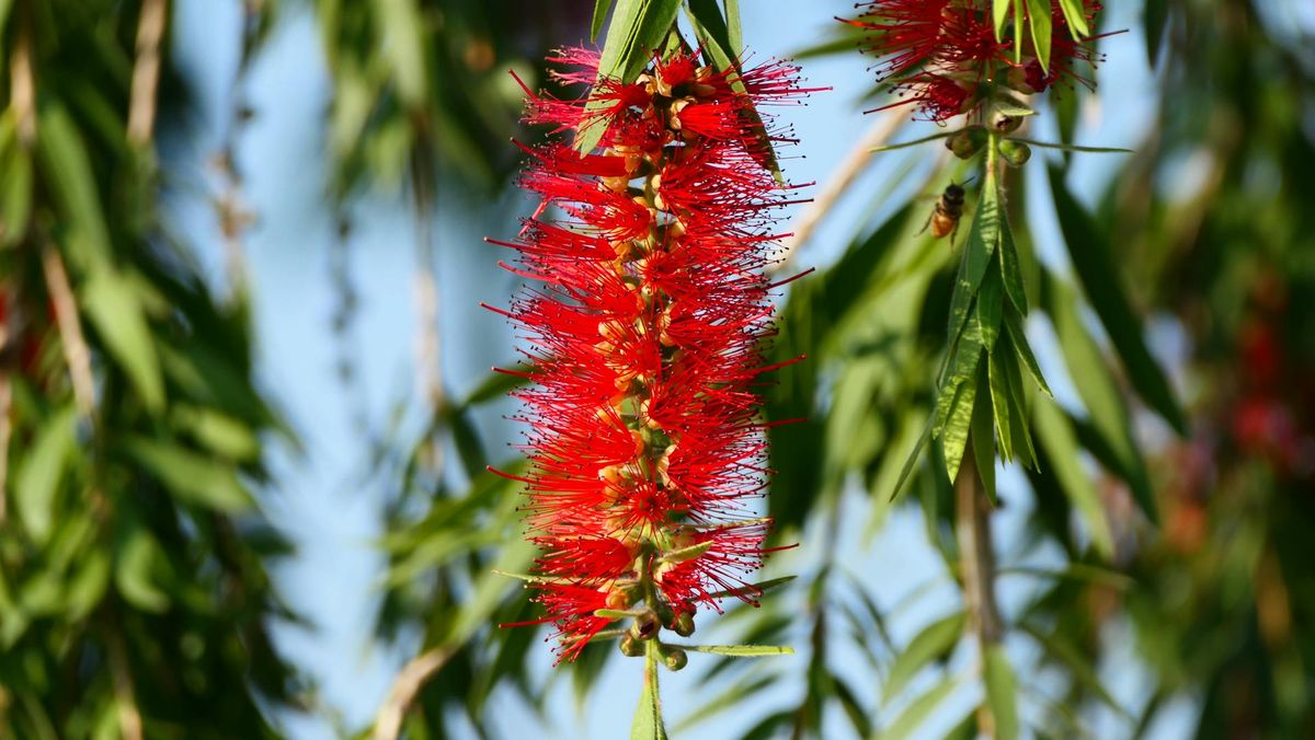 El árbol del cepillo es una planta resistente y de floración espectacular. Imagen: Pexels. El árbol del cepillo es una planta resistente y de floración espectacular. Imagen: Pexels.