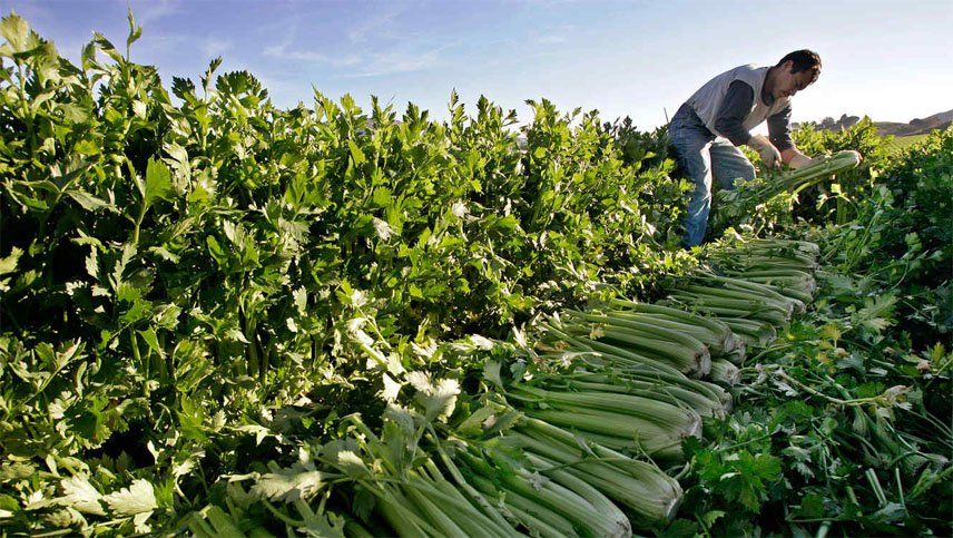 Ianizzotto: El arco alimenticio y agroindustrial mendocino se encuentra jaqueado