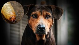 Esta plaga es más propensa en el ganado, pero puede llegar a verse en perros y gatos