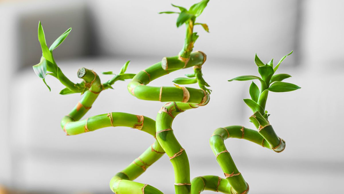 El bambú es una especie delicada