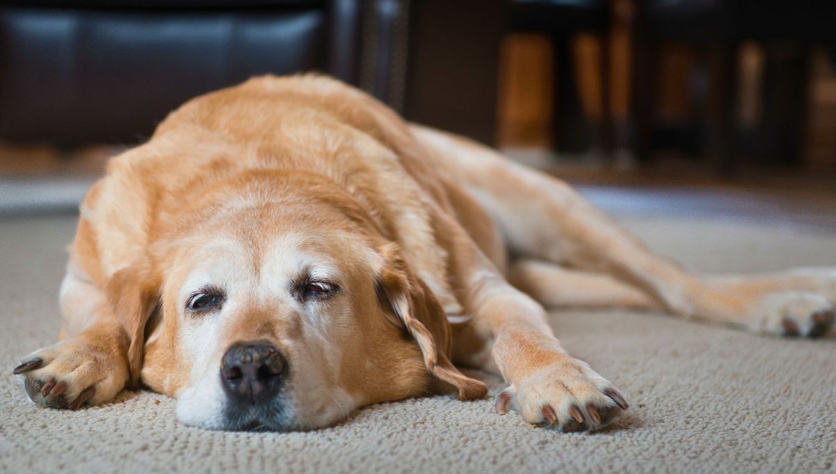 Aviso de adiós: el lenguaje corporal que usa tu perro para despedirse de la familia