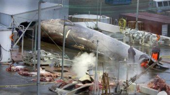 Polémica en Islandia por la muerte de una ballena