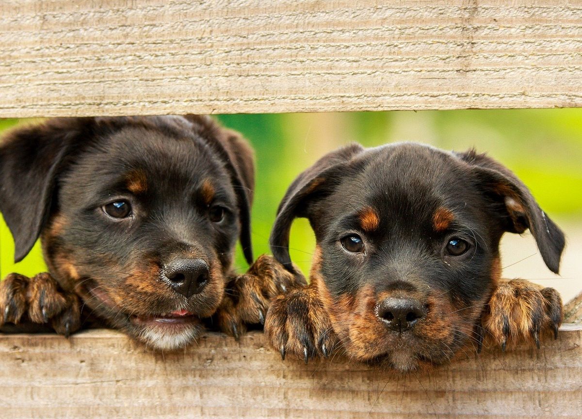 Horóscopo: qué perro es el ideal según el signo del zodiaco