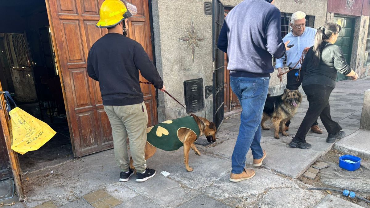 Los seis perros habían quedado asustados dentro de la casa tras el derrumbe del techo. Los seis perros habían quedado asustados dentro de la casa tras el derrumbe del techo.